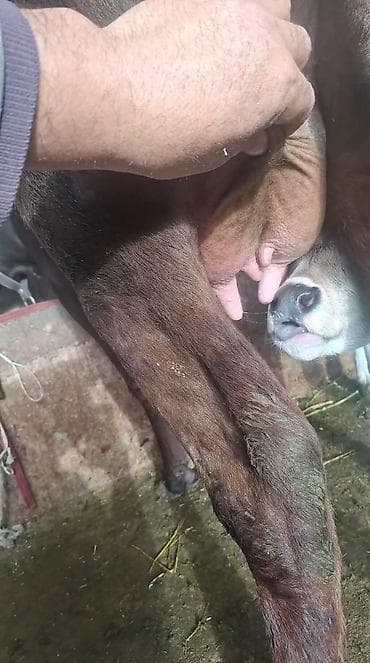 хара: Сатам | Уй (ургаачы) | Сүт алуу үчүн | Музоологондон кийин — 5