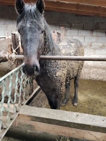 продажа охотничьих собак: Продаю | Жеребенок | Для разведения | Мерин — 6