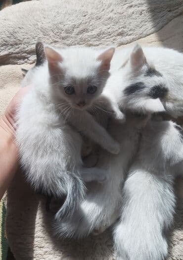 шиншилла британская кошка цена: Белоснежные котята серыми глазами и ушами1месяц .Помою перед тем вам — 2