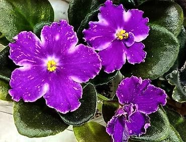 детк: 🌱🌺🌱 Продаю сортовые ДЕТКИ стандартных, трейлерныхмини и полумини — 6