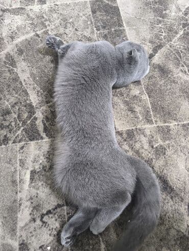 отдам кота я его боюсь: Скотиш Фолд (Шотландская вислоухая), 1 год, Девочка, Серый — 2