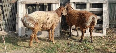 декоративные кролик: Продаю | Баран (самец) | Арашан, Гиссарская | Для разведения | Осеменитель — 6