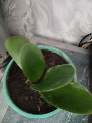 лимон цветы: Декор для дома и сада, Самовывоз — 1