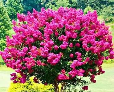 Саженцы лагерстремии (индийская сирень, Crepe Myrtle) — декоративный