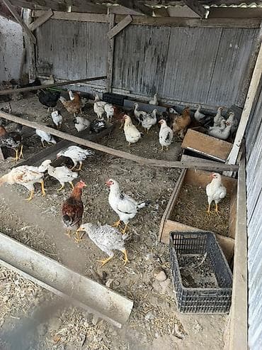 креветки в аквариум купить: Продаю | Куры | Домашняя | Несушки — 3