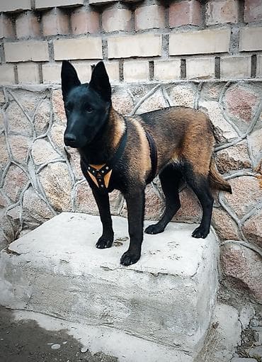 куплю собаку хаски: Бельгийская овчарка, 5 месяцев, Самец, С прививкой, С родословной — 3