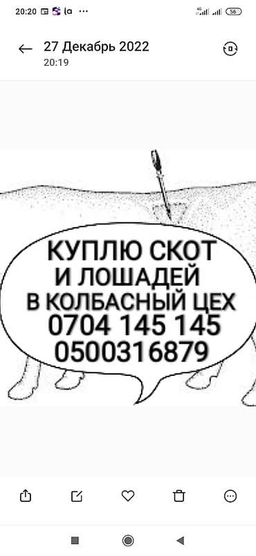 Частное лицо, Колбасный цех : Коровы, быки, Лошади, кони, Другие с/х животные, | Круглосуточно, Любое состояние, Забитый