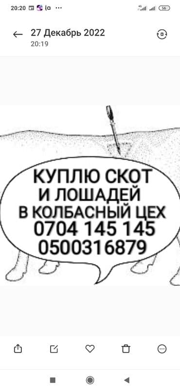 карова дойных: Куплю | Лошади, кони, Коровы, быки, Другие с/х животные | Круглосуточно, Любое состояние, Забитый — 1