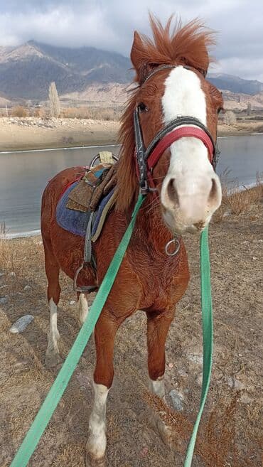 кот для вязки скоттиш страйт: Продаю | Конь (самец), Жеребец | Дончак | Рабочий | Мерин — 3