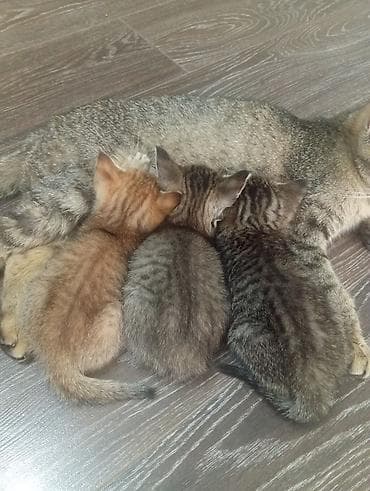 кошки коты котята: Очаровательные котята от домашней кошки. - Помёт из трёх малышей: два — 4