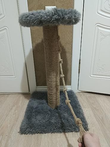 британские котята характер: Британская короткошёрстная, 6 месяцев, Девочка, Серый, Приучена к лотку — 6