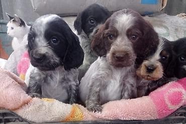 Балыктар: Продам кутят чистакровныи спаниэль кушают самостоятельно — 1