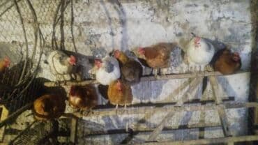 кой кыркыч: Продаю | Куры | Кучинская | Для разведения, Несушки — 4