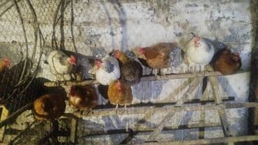 кой кыркыч: Продаю | Куры | Кучинская | Для разведения, Несушки — 1