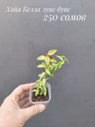 живые растения в аквариум купить: ● Комнатные растения (укоренённые черенки, молодые растения, взрослые — 24