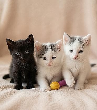 кошка куплю: 1 месяц, Девочка — 1