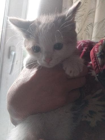 кошка манчкин: Кошка даром: Беспородная, 1 месяц, Девочка, Приучена к лотку — 4