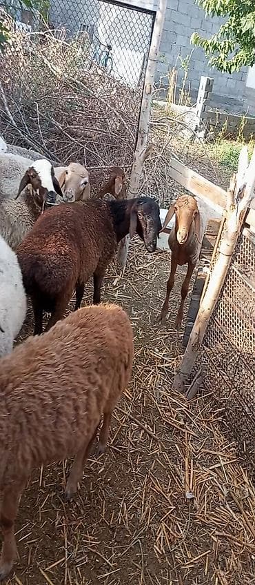 купить кролик: Продаю | Баран (самец) | На забой — 6
