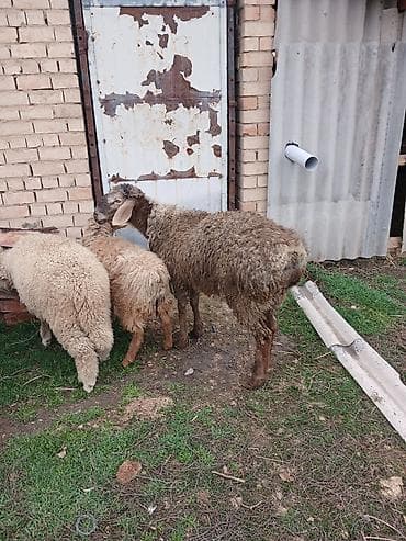 Аквариумдар: Сатам | Кочкор (эркек) | Гиссар | Көбөйтүү үчүн | Жасалма жол менен боозутуу — 3