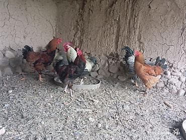 зоомагазин бишкек с животными: Продаю | Петух | Домашняя | Для разведения — 2