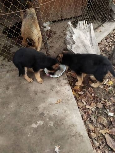 золотистый ретривер цена бишкек: Щенки немецкой овчарки - Помёт из нескольких щенков классического — 4