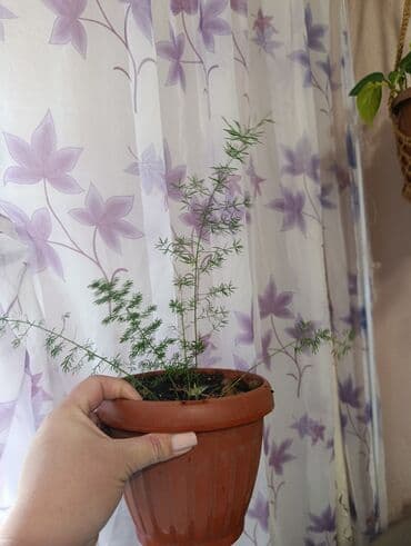 растения для аквариума: Аспарагус — изящное комнатное растение, известное своей воздушной и — 5