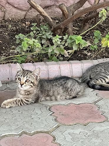 русская голубая: Котёнок тигрового окраса - Порода/тип: домашний короткошёрстный — 9