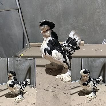 собака охотничные: Продаю | Инкубационные яйца — 2