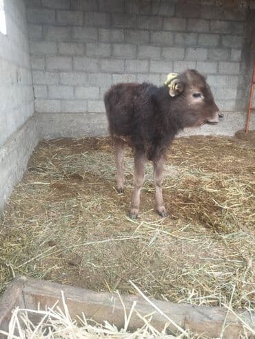 отдам даром питбуль: Продаю | Музоо, торпок | Полукровка | На откорм — 5