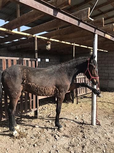 дончак купить: Продаю | Кобыла (самка), Конь (самец) | Для разведения — 2