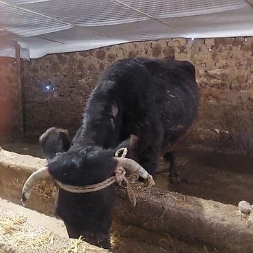 кролики гигант: Продаю | Корова (самка) | Для разведения | Стельные — 2