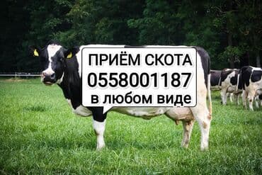 наполнитель для животных: Сатып алам | Уйлар, букалар, Жылкылар, аттар | Күнү-түнү, Бардык шартта, Союлган — 1