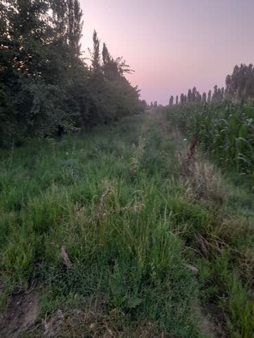 купить калифорнийского червя: Саженцы нектарина (плодовые деревья) - Сорт с гладкими, ярко‑красными — 1