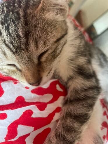 показы 1 354 72 договорная кошка даром британская короткошёрстная 1 год мальчик метис 2 позвонить написать: Милый полосатый котёнок - Окрас: серо-коричневый табби с белыми — 1