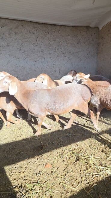 Аквариумы: Продаю | Овца (самка) | Арашан | Для разведения | Ярка — 4