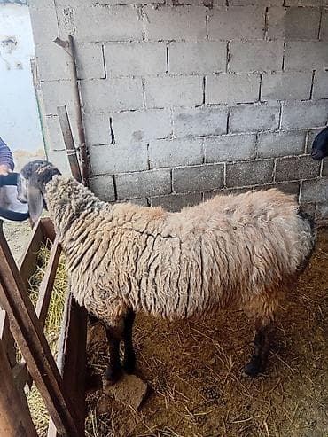 Баран, овца: Продаю | Овца (самка) | Для разведения | Ярка — 1