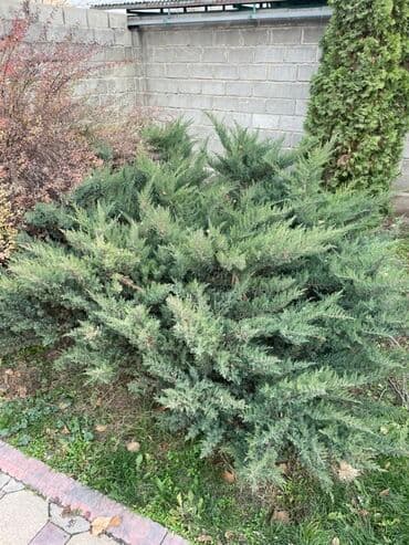 заправка газовых баллонов на дому бишкек: Саженцы цветка — 4