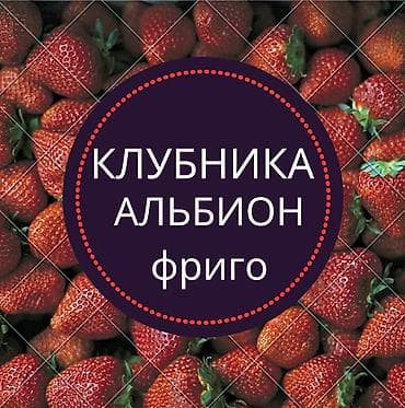 продам клубнику: В наличии Альбион фриго доставка (1000шт) ойдо. Баардык — 1