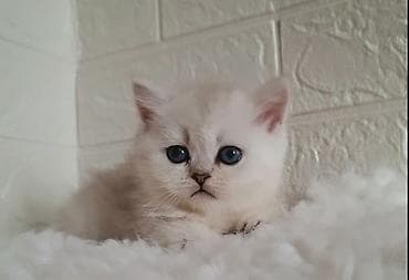 Вязка кошек: Скотиш Страйт (Шотландская прямоухая), 2 месяца, Девочка, Серебристая шиншилла, Приучена к лотку, Проглистована — 4