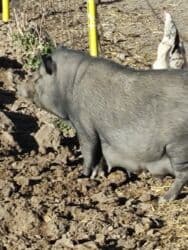 домик для кот: Продаю | Поросенок | Вьетнамская вислобрюхая | Для разведения | Племенные — 8