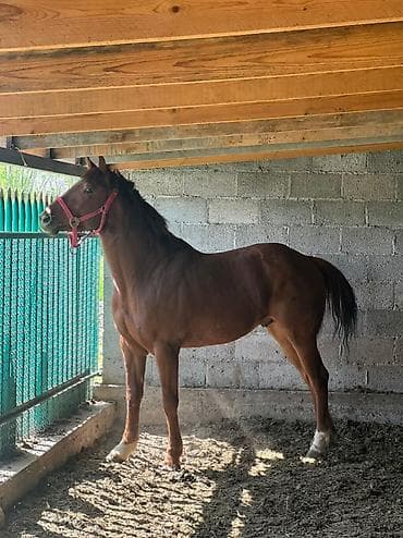 сколько стоит бордер колли: Продаю | Жеребец | Конный спорт — 3