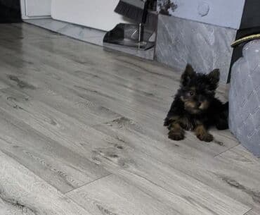 Щенки йоркширского терьера рождены 07.10.25 1 мальчик - Миниатюрные