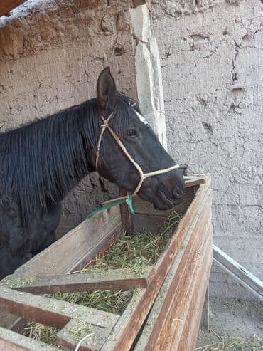 продам козу дойную: Продаю | Кобыла (самка) | Рабочий | Племенные — 10