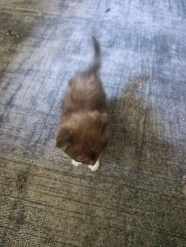 объявления про котят: 2 месяца, Мальчик, Приучена к лотку — 6