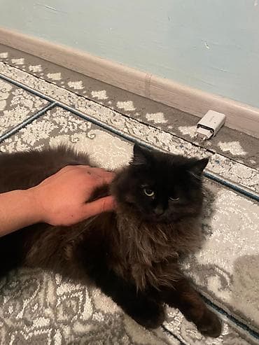 кошка каракол: Домашние кошки с длинной шерстью - Пушистые, длинношёрстные кошки с — 1