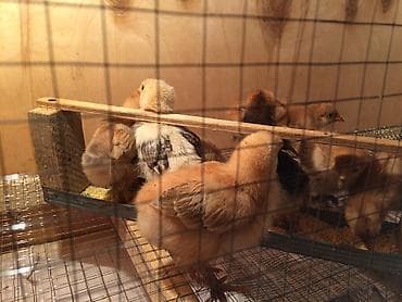 куры минорка: Брудер для цыплят. жожого бодоного коенго хомяка Брудер Размеры — 2