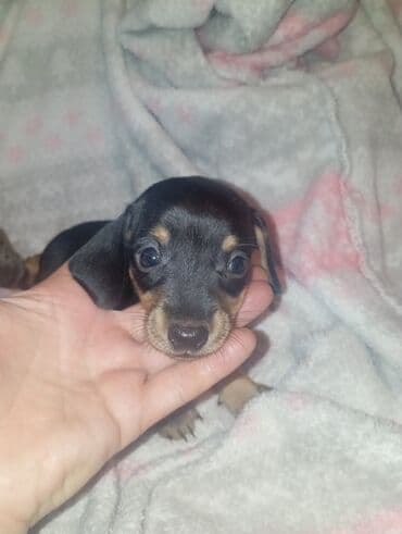 акустические системы panasonic колонка в виде собак: Такса, 1 месяц, Самка — 9