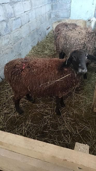 Животные: Продаю | Овца (самка) — 6