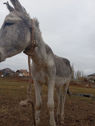 Осёл (серый, короткошёрстный) - Порода/тип: домашний осёл, масть