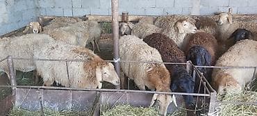 Собаки: Продаю | Баран (самец) | Полукровка | Для разведения — 3